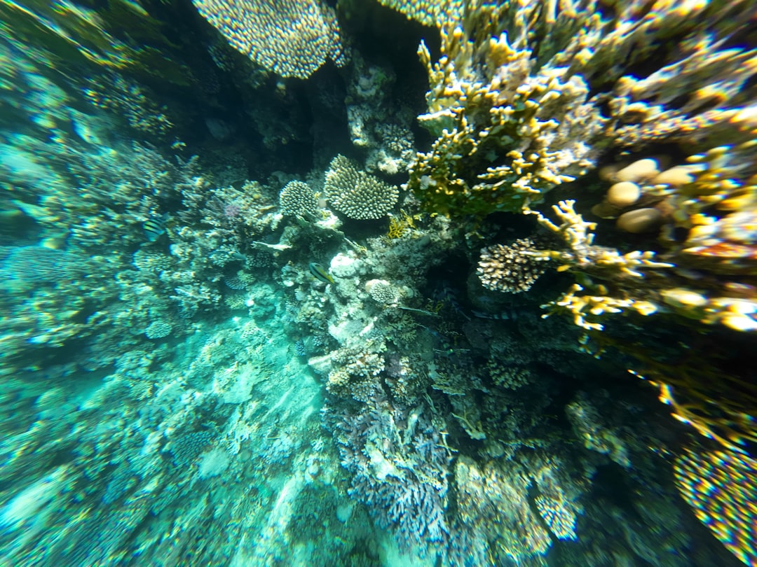 Live Rock in a Reef Tank: What It Does and How to Choose It