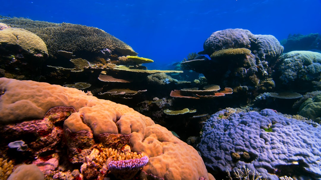 Reef Tank Water Chemistry: The Parameters That Actually Matter