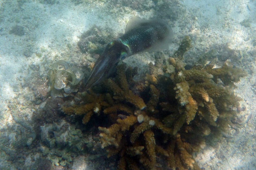 Dosing Calcium and Alkalinity: Two-Part vs Kalkwasser for Reef Tanks