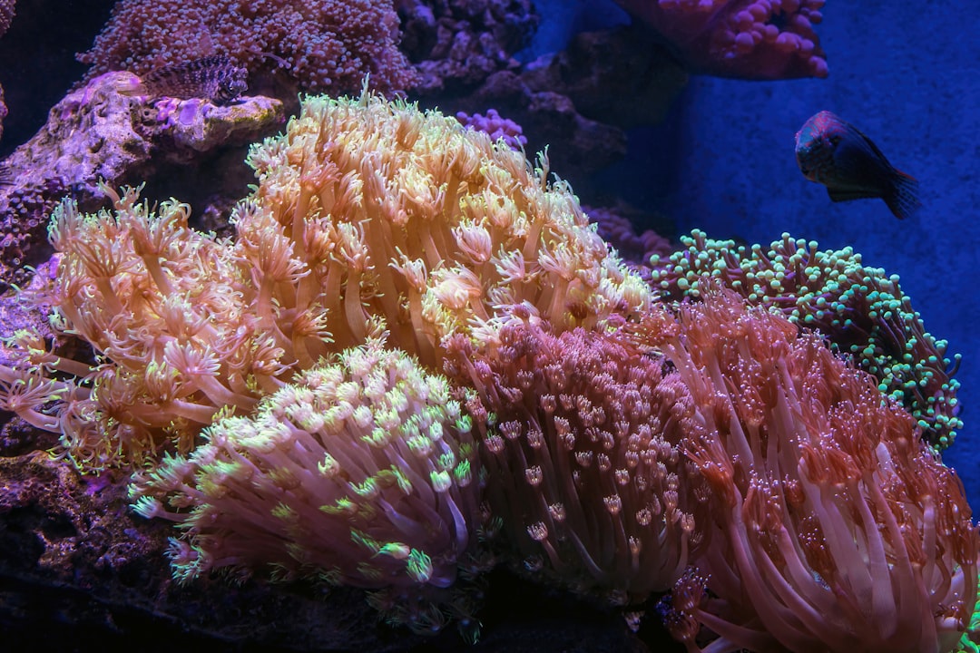 Gonipora corals in a reef aquarium display tank with a fish visible in the background