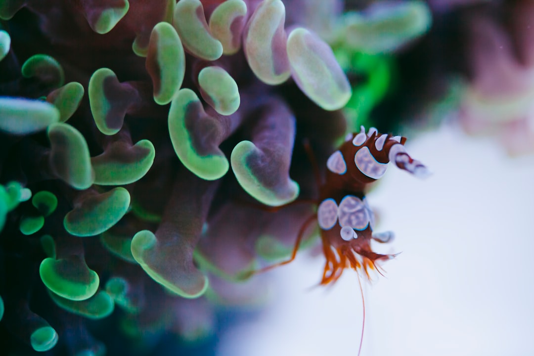 A small shrimp perched on Euphyllia coral polyps inside a home reef aquarium