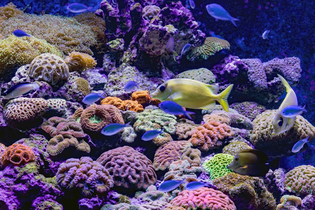 Blue-spotted Rabbitfish and Chromis swimming over hard corals in a reef aquarium