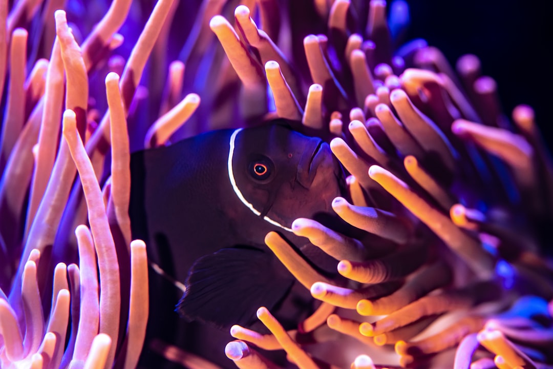 Clownfish nestled in a host anemone at a reef aquarium exhibit
