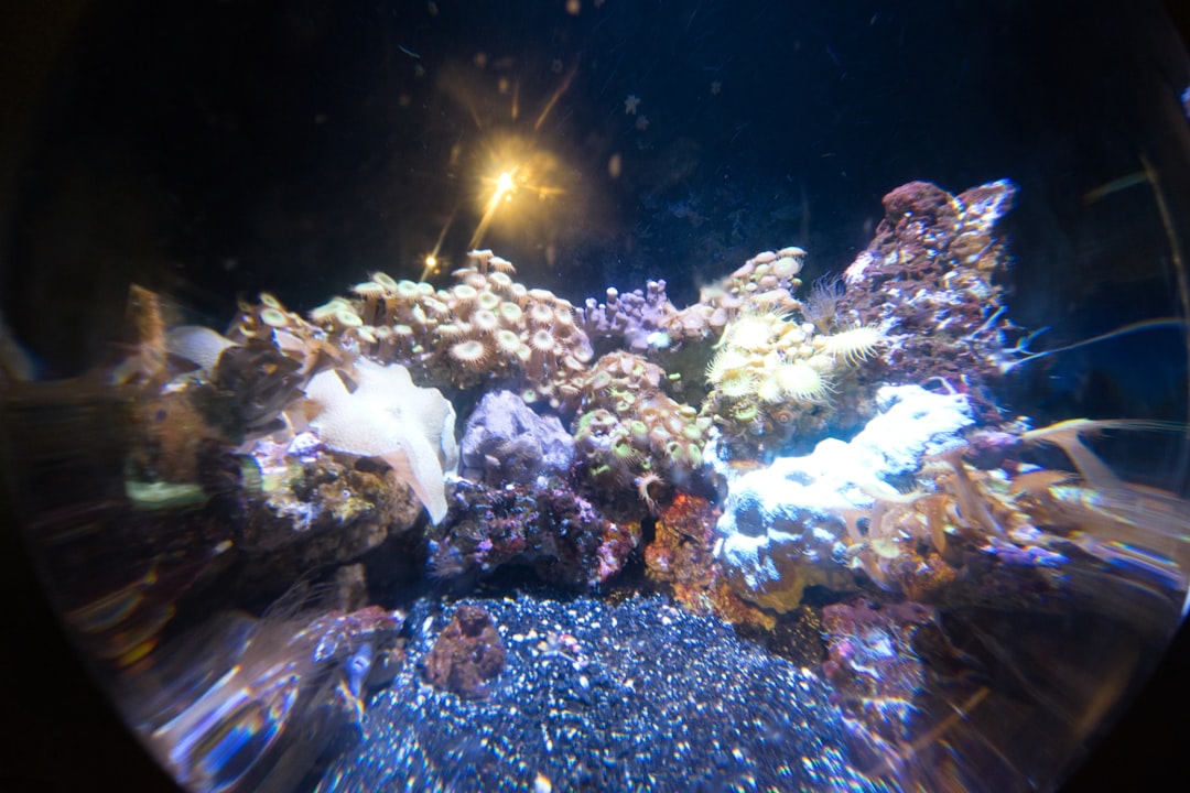 How to recover from a reef tank crash hero image