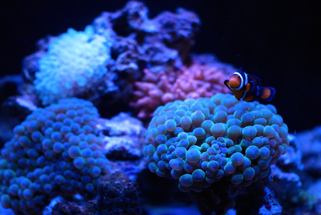 Moving a reef tank: step-by-step relocation guide hero image