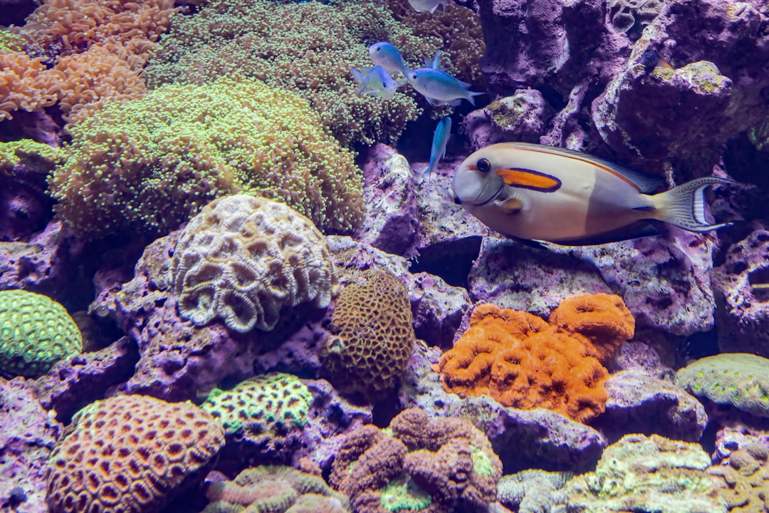 How to choose a sump for a reef tank hero image