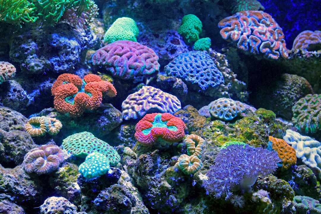 Best Reef Tank Substrates: Comparing Sand Types, Grain Sizes, and Long-Term Management